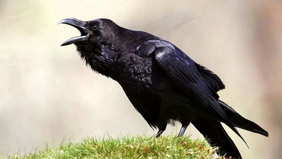 Why You Should Never Cheat a Raven