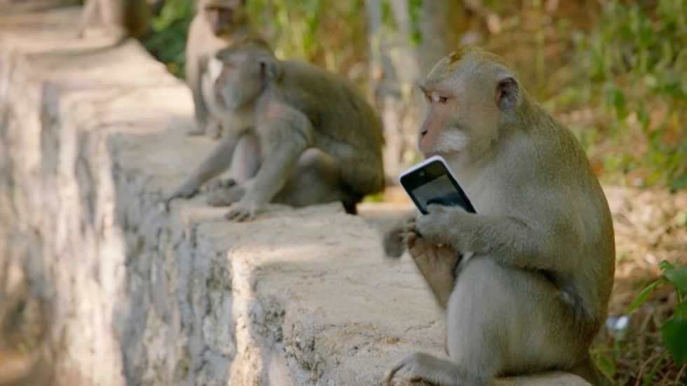 Monkey Mobsters: They Steal Your Stuff and Actually Make You Pay to Get It Back