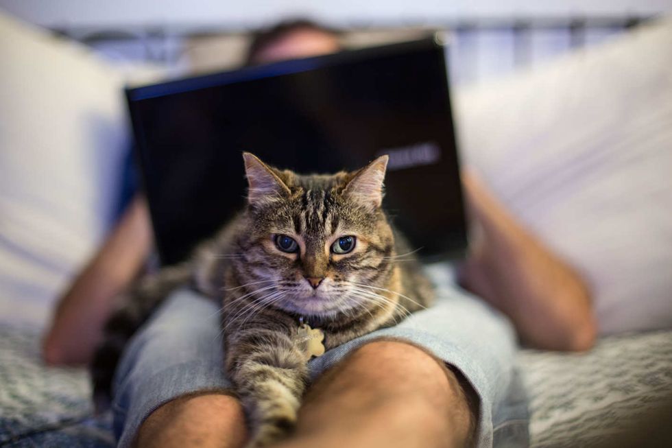 New Study Shows Cats Do Love People