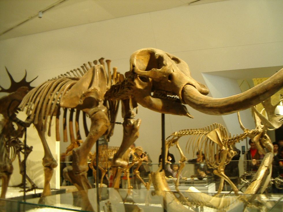Some California Mastodon Bones Just Rewrote North American Human History