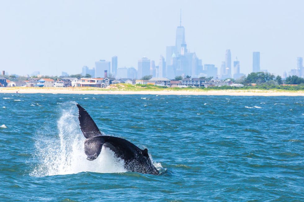 After a Century Away, Whales Return to New York City