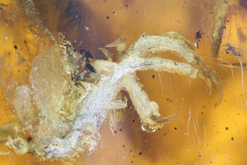 This Baby Bird Was Trapped in Amber For 100 Million Years