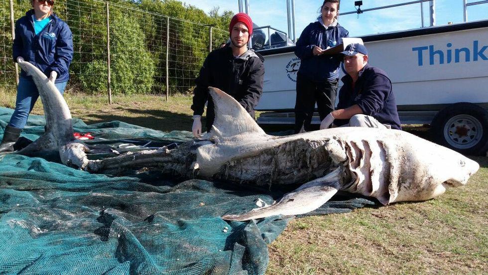 Fourth Great White Shark Found With Liver Removed with "Surgical Precision."