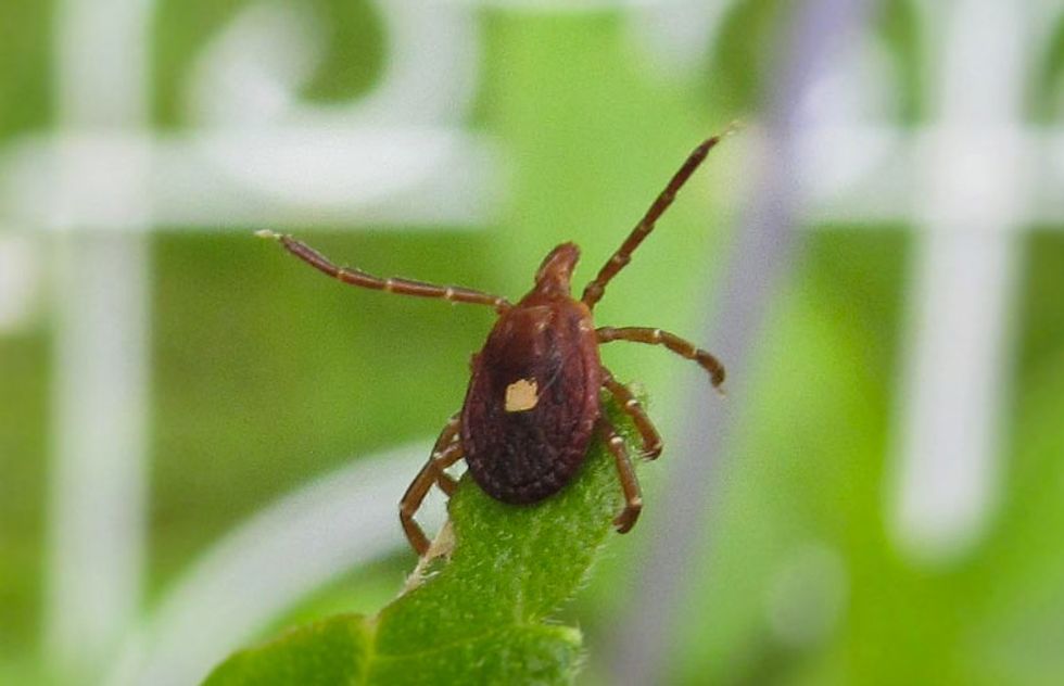 One Bite from the "Lone Star Tick" Could Mean No More Red Meat for You Ever.