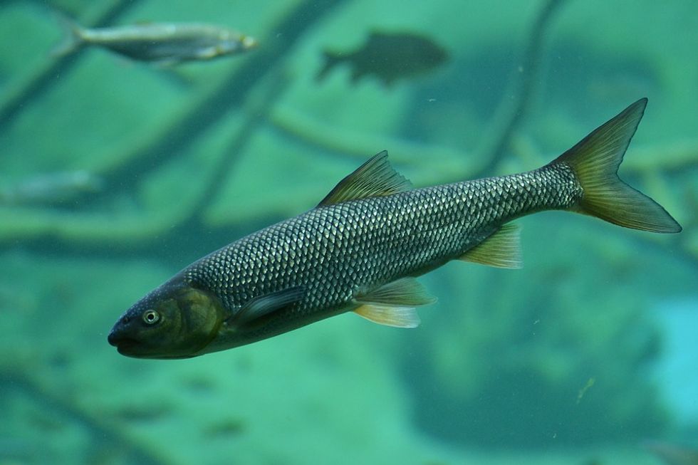 Intersex Fish Are Popping Up All Over England: Here’s Why