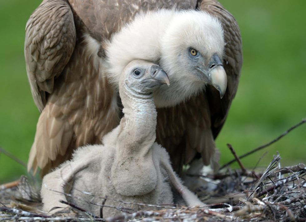 Meet The First Gay Vulture Couple Raising Their Own Chick - Second Nexus