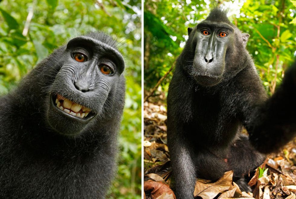 Bananas Monkey Selfie Case Leaves Photographer Bankrupt