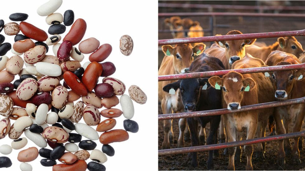 How Trading Beans For Beef Could Help Save Your Life And The Planet