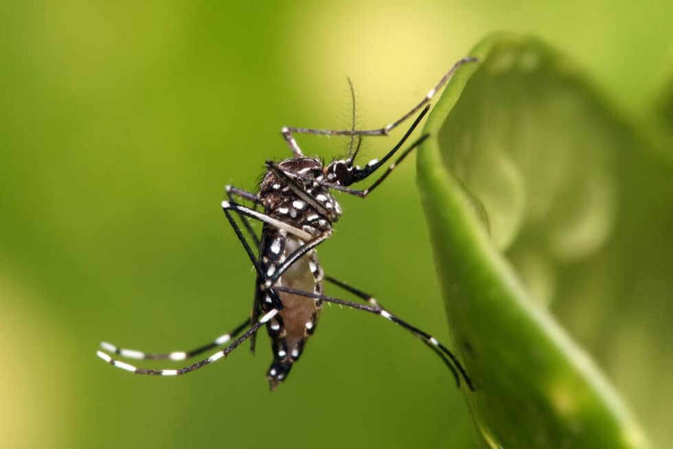 Google’s Sister Company Is Releasing 20 Million Bacteria-Infected Mosquitoes Into The Wild