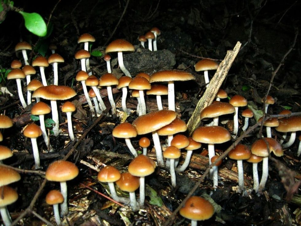 Harnessing The "Magic" Of Mushrooms For Mental Health Treatment