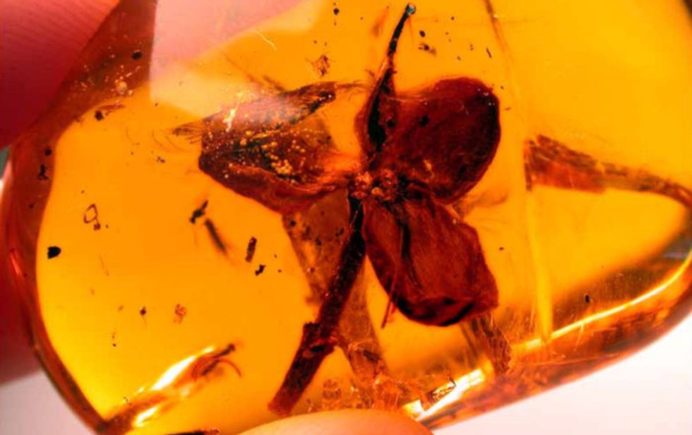 Scientists Find 100-Million-Year-Old Flowers Perfectly Preserved In Amber