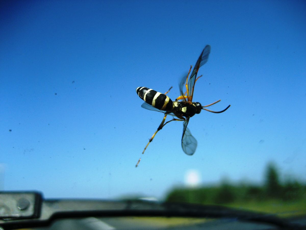Massive Declines in Insect Populations Lead to 'Windshield Phenomenon'