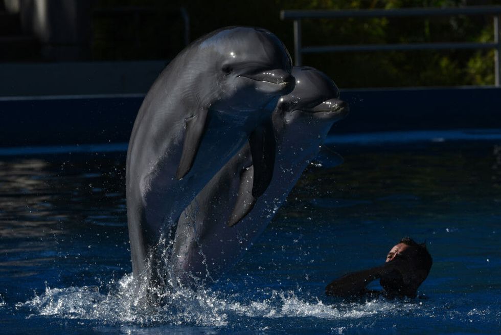 These Female Dolphins Are Able to Prevent Unwanted Pregnancies