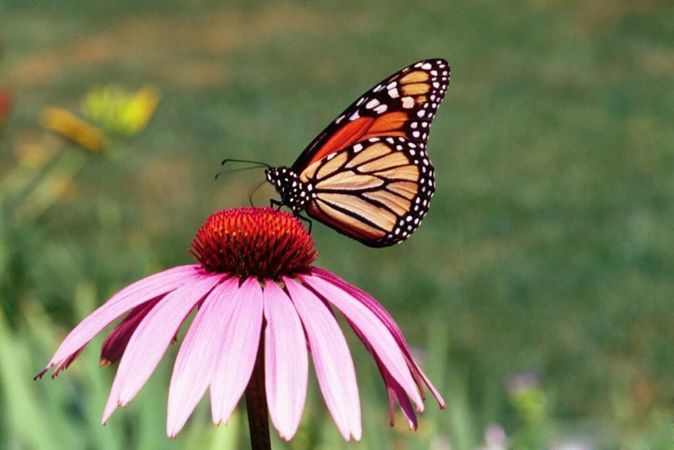 Monarch Butterflies Could Be Gone From the West Coast In Our Lifetimes