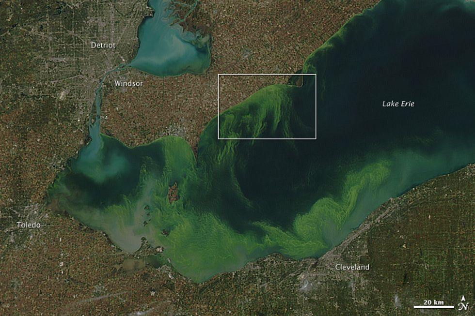 This Toxic Algae Is Turning Lake Erie Neon Green