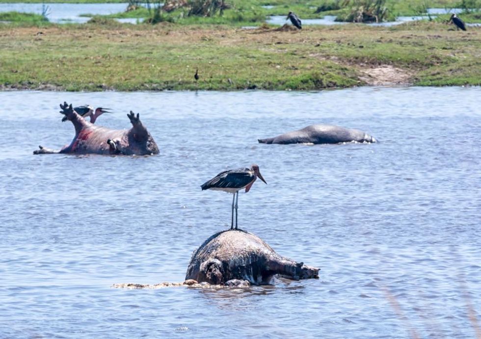 Anthrax the Prime Suspect in Recent Wave of African Hippo Deaths