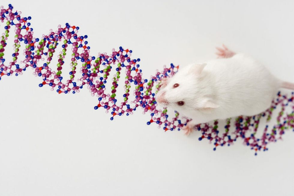 Pregnant Mice May Provide Clues to Autism Risk Factors