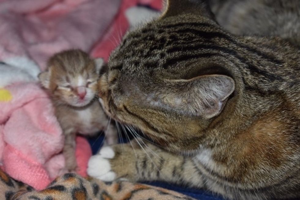 Cat is So Happy When She Finds Help for Her Only Kitten - Love Meow