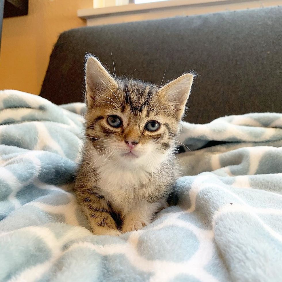 Kitten with Worried Eyes Rescued Along with His Family — He Can’t Stop ...