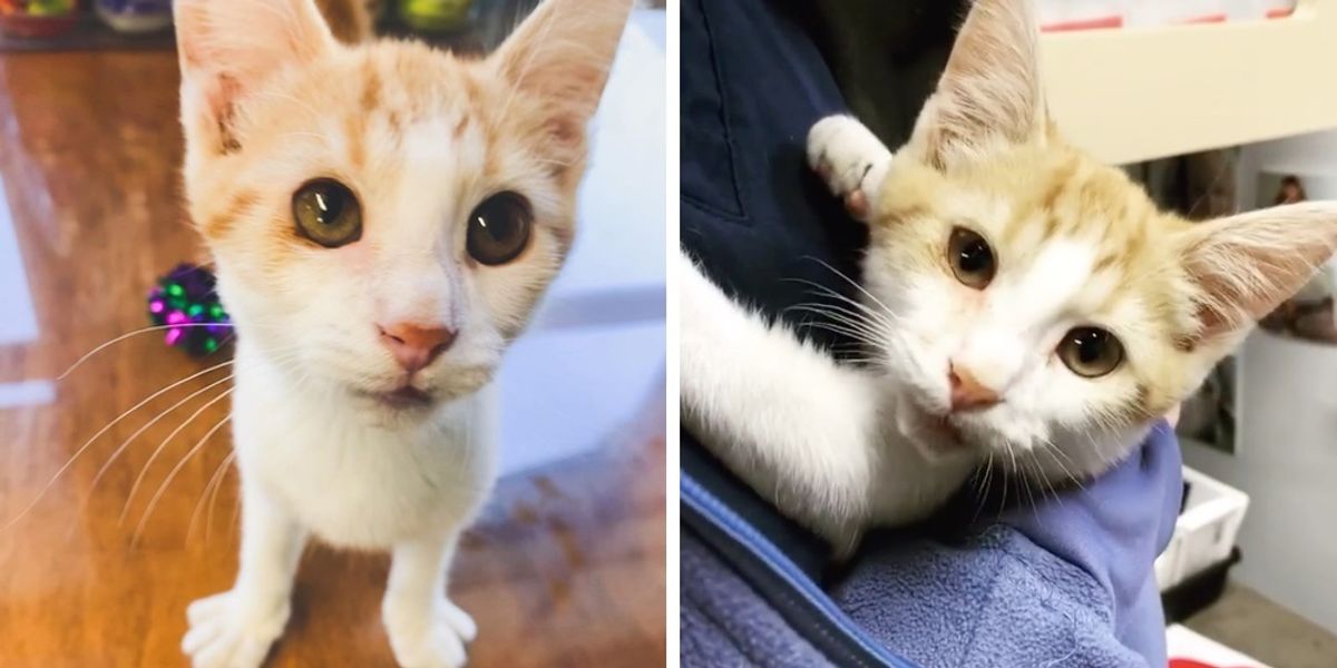 Kitten With Crooked Smile Gives Everyone Cuddles After He Was Rescued ...