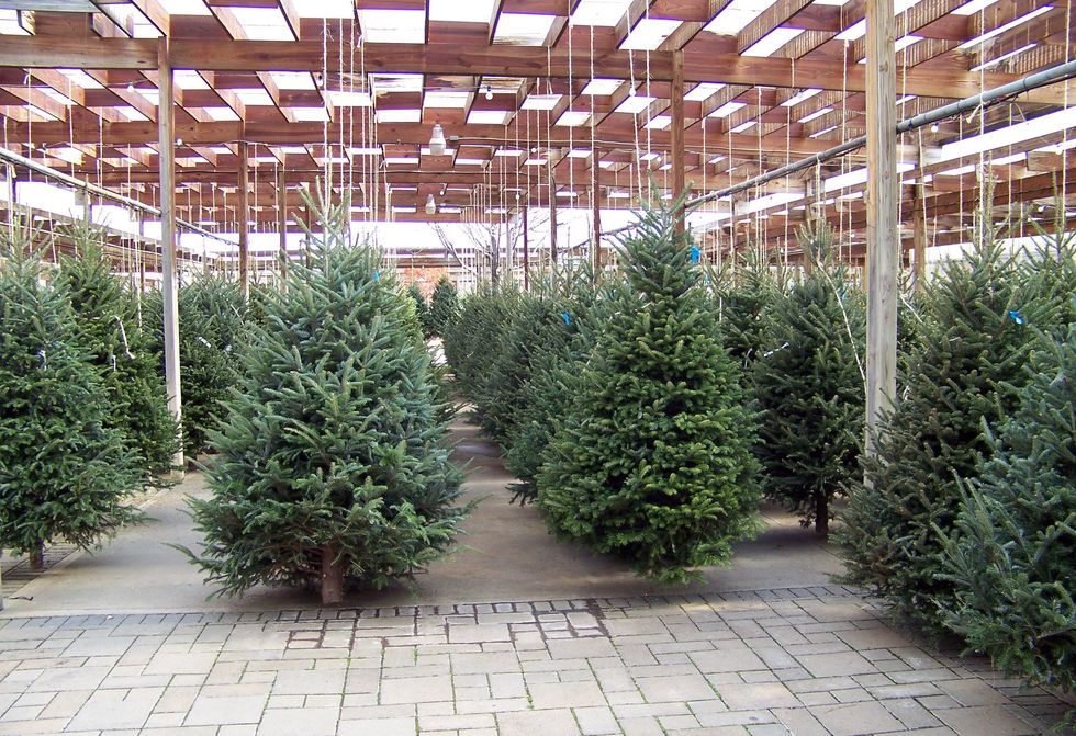 How To Pick Out The Perfect Christmas Tree