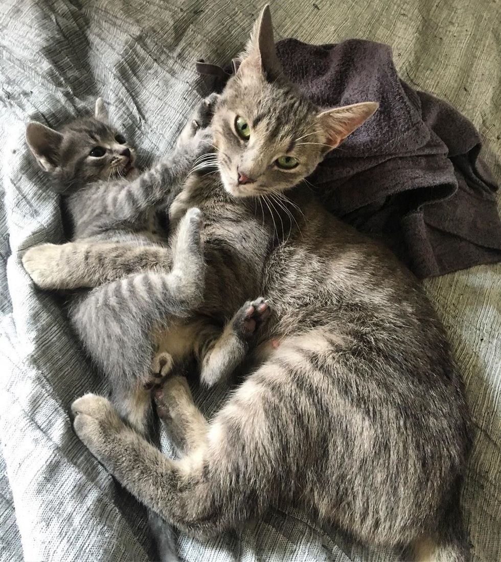 Cat and Her Kitten Won't Leave Each Other's Side After They Were ...