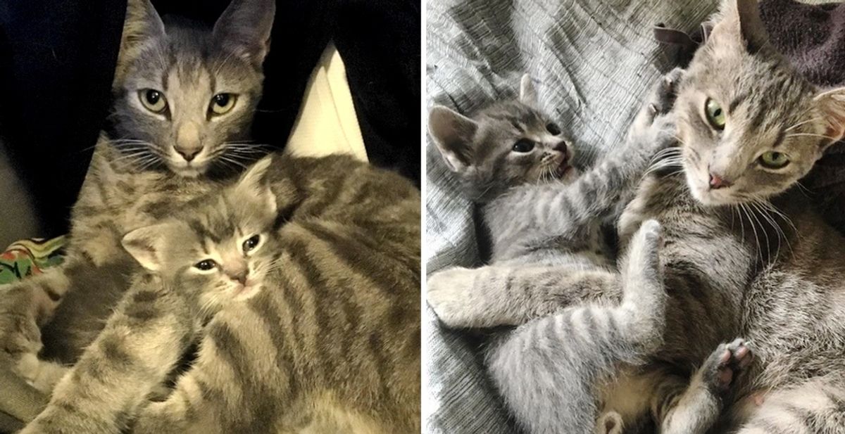 Cat and Her Kitten Won't Leave Each Other's Side After They Were Rescued Together