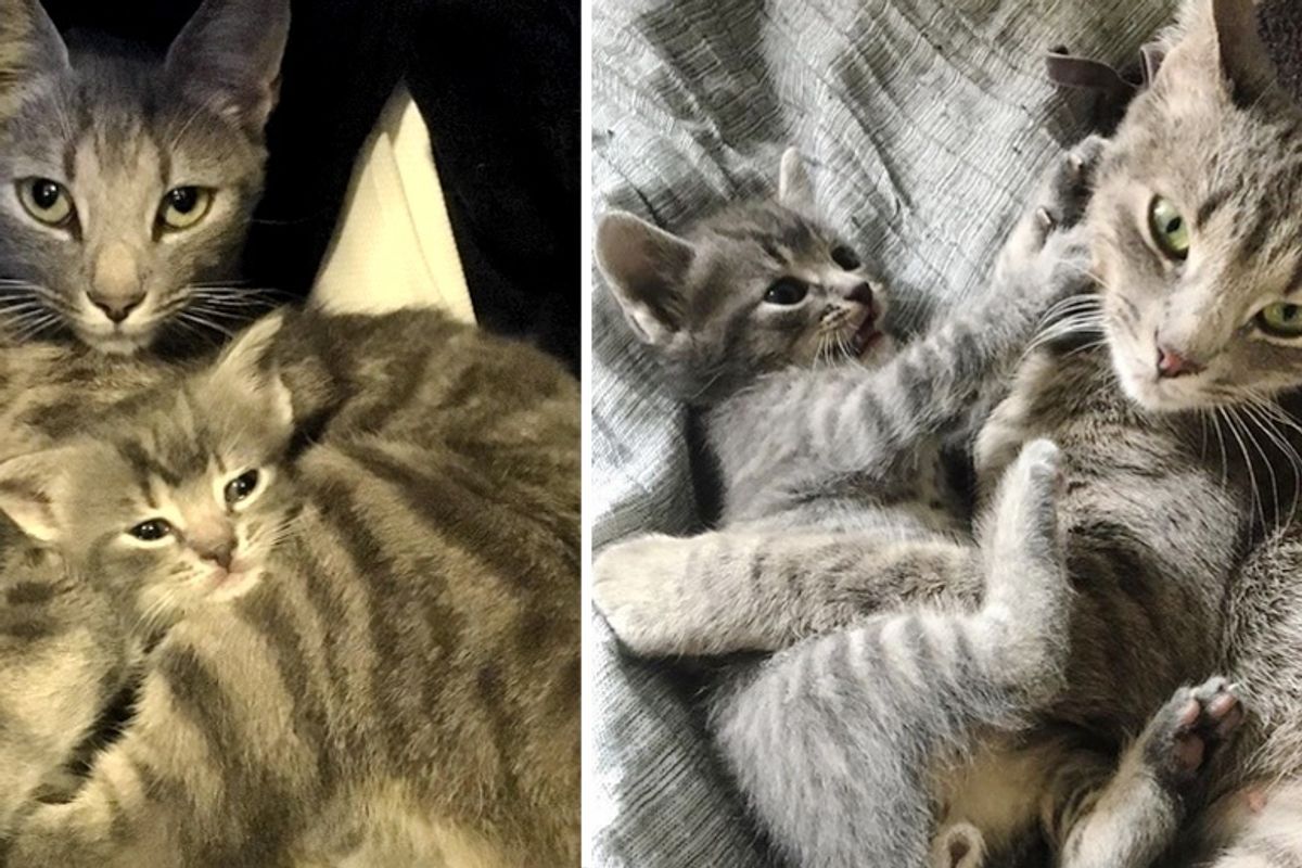 Cat and Her Kitten Won't Leave Each Other's Side After They Were Rescued Together