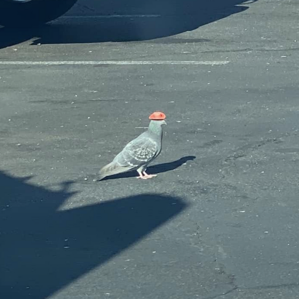 The Internet's Obsessed With These Pigeons Wearing Tiny Cowboy Hats