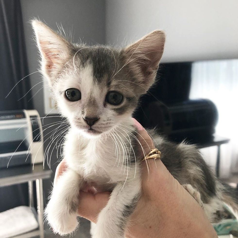 Kitten Jumps on Woman's Shoulders for Cuddles After She Rescued Her