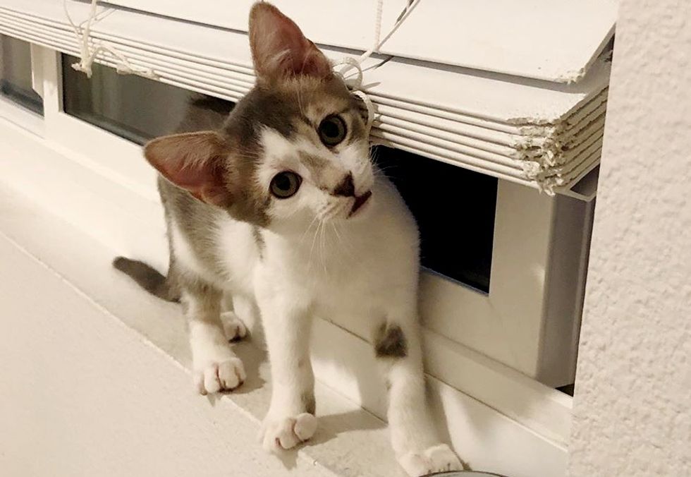 Kitten Jumps on Woman's Shoulders for Cuddles After She Rescued Her