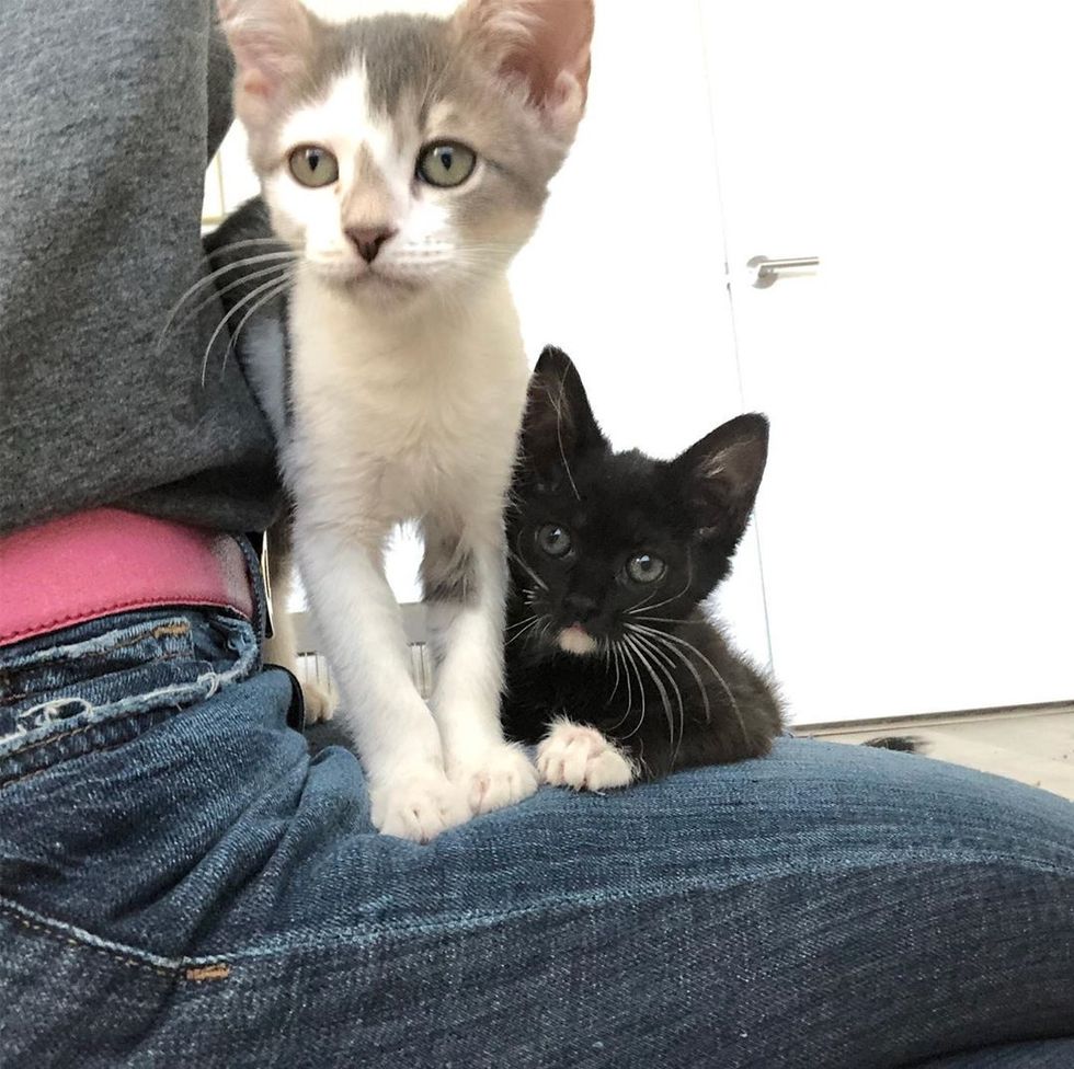 Kitten Jumps On Woman's Shoulders For Cuddles After She Rescued Her 