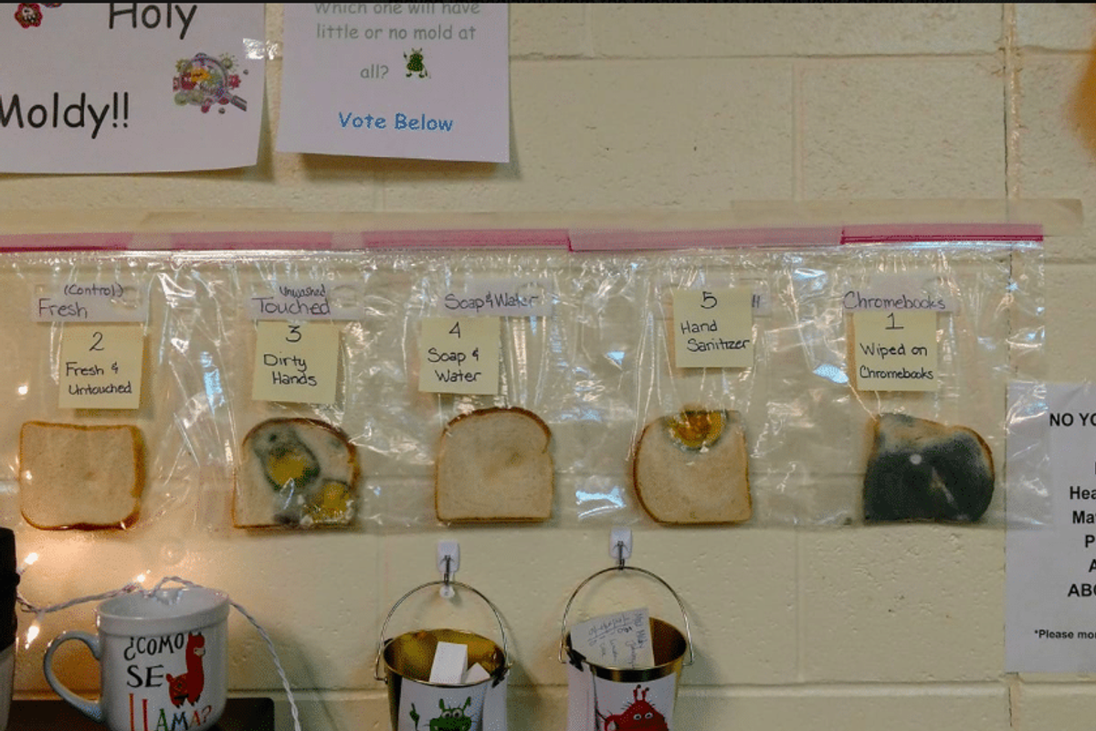 One teacher's simple (and disgusting) experiment drives home the importance of hand washing