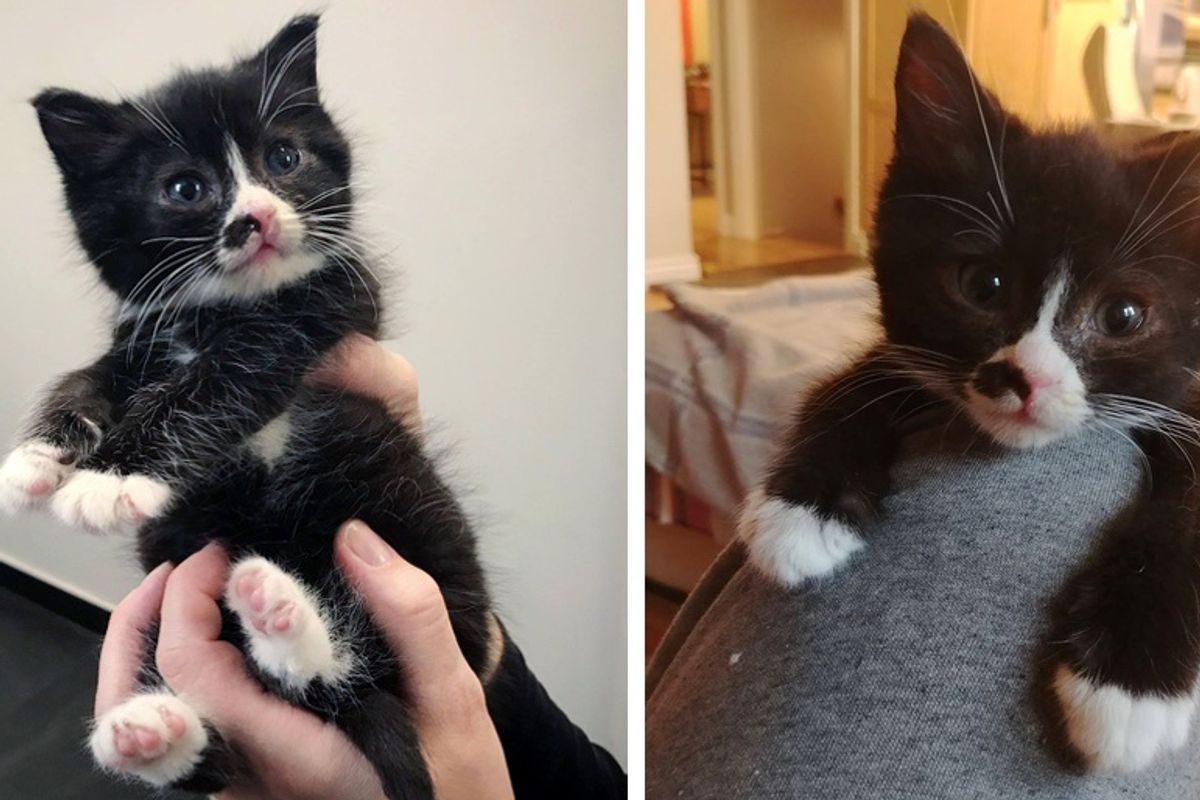 Kitten is So Happy to Be Helped, He Cuddles His Rescuers Everywhere They Go