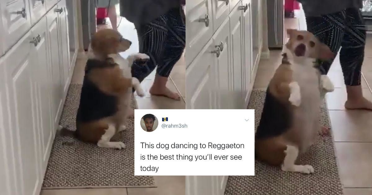 dancing beagle