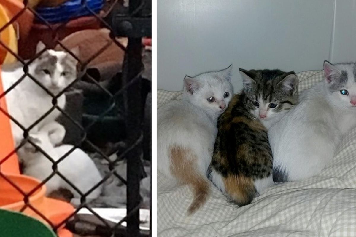 Cat Shields Her Kittens from the Cold at Schoolyard Until Rescuers Arrive
