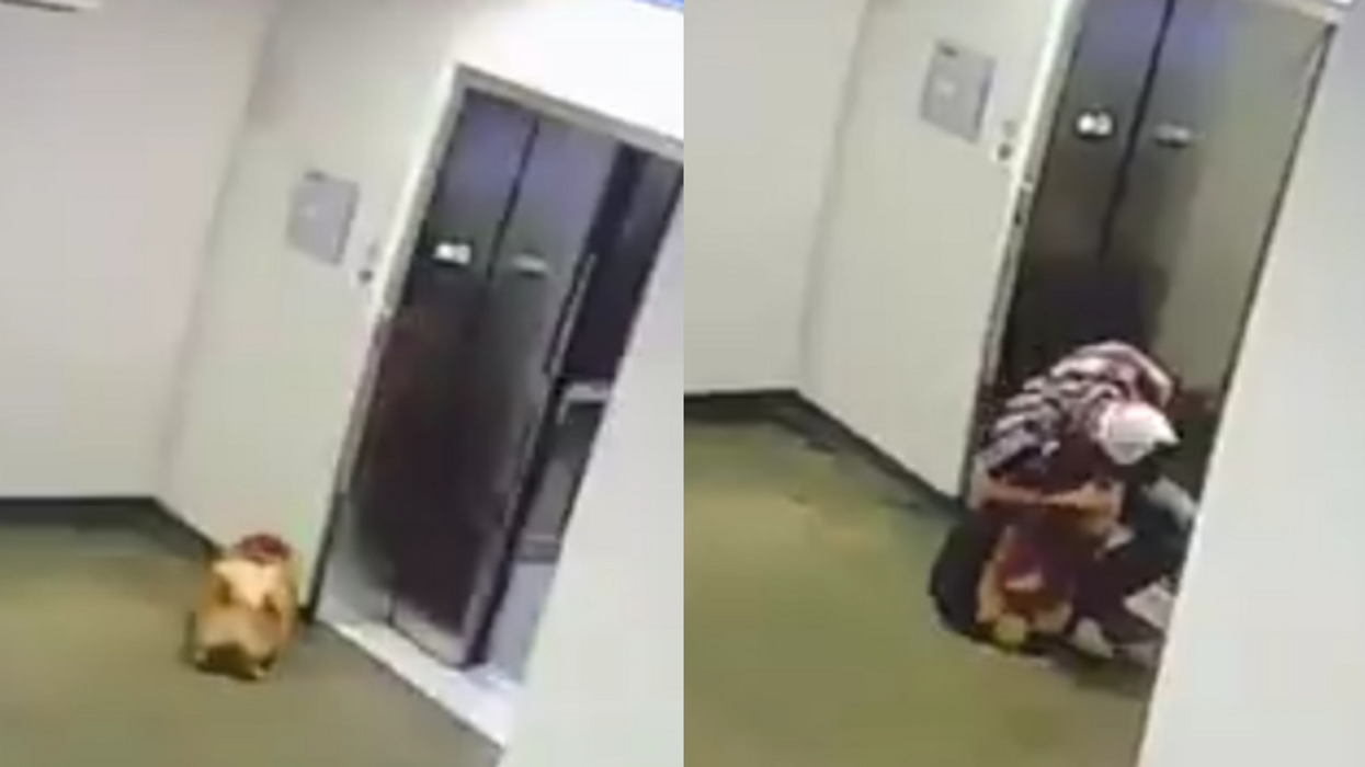Security Camera Captures Frantic Moment Stranger Rushes To Save Dog's Life After Elevator Doors Close On Its Leash