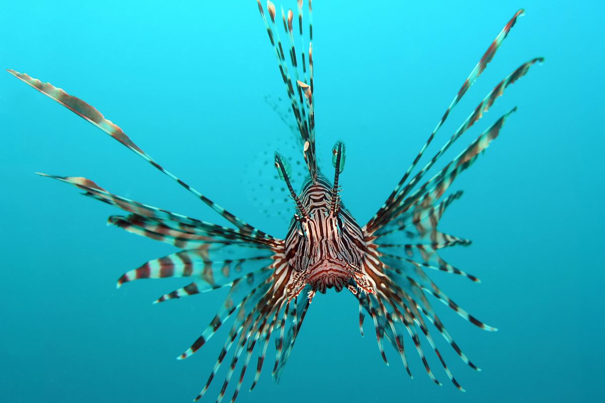 PSA: Don't Take Fish Antibiotics Unless You Are A Fish. In Which Case You Are Probably Not Reading This.