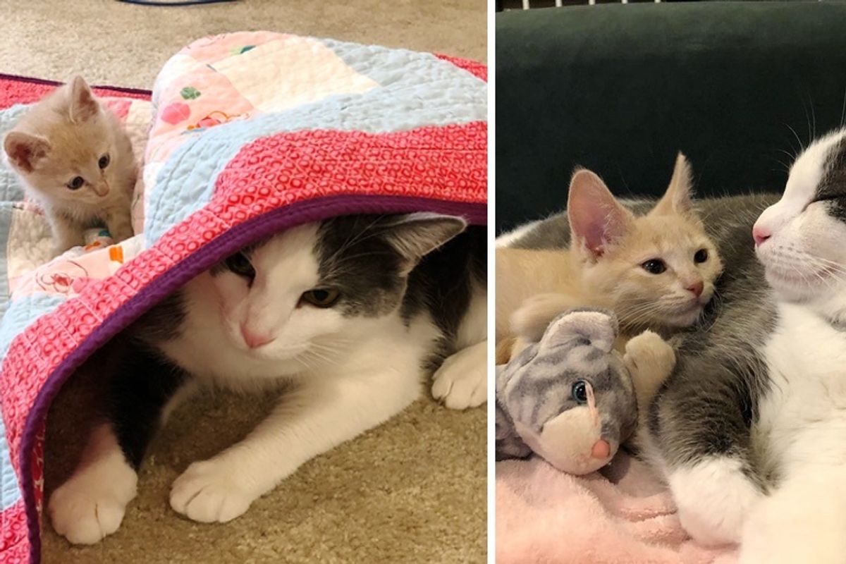 Kitten Insists on Being Friends with Cat and Wouldn't Take No for an Answer