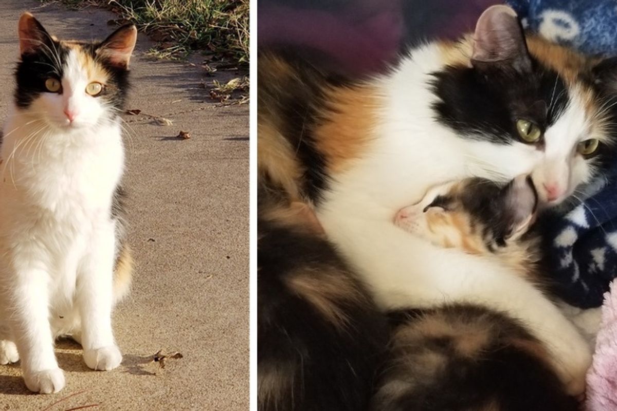 Cat Walked into Woman’s Apartment with a Kitten, Then Came Back with More