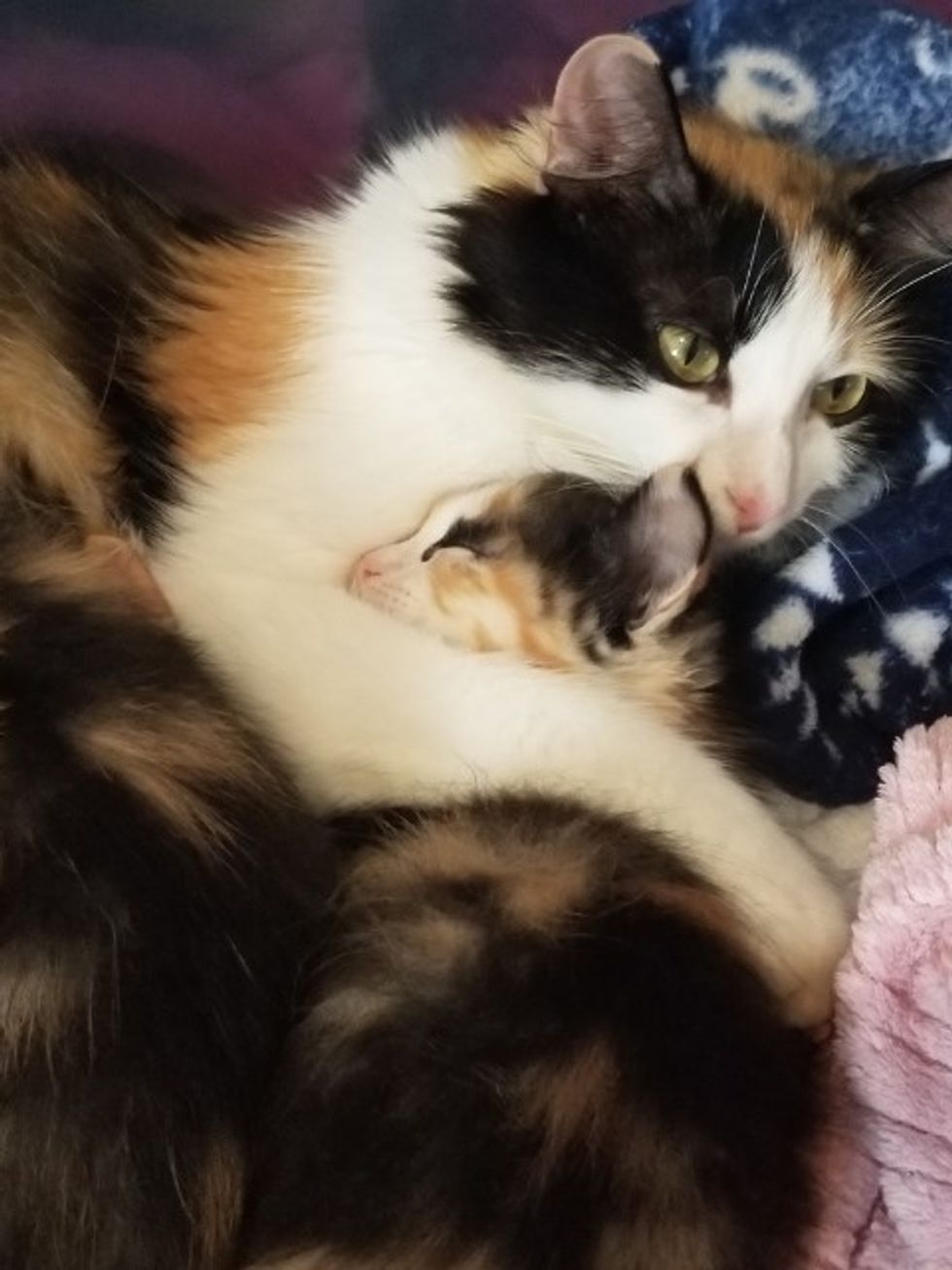 Cat Walked into Woman’s Apartment with a Kitten, Then Came Back with ...