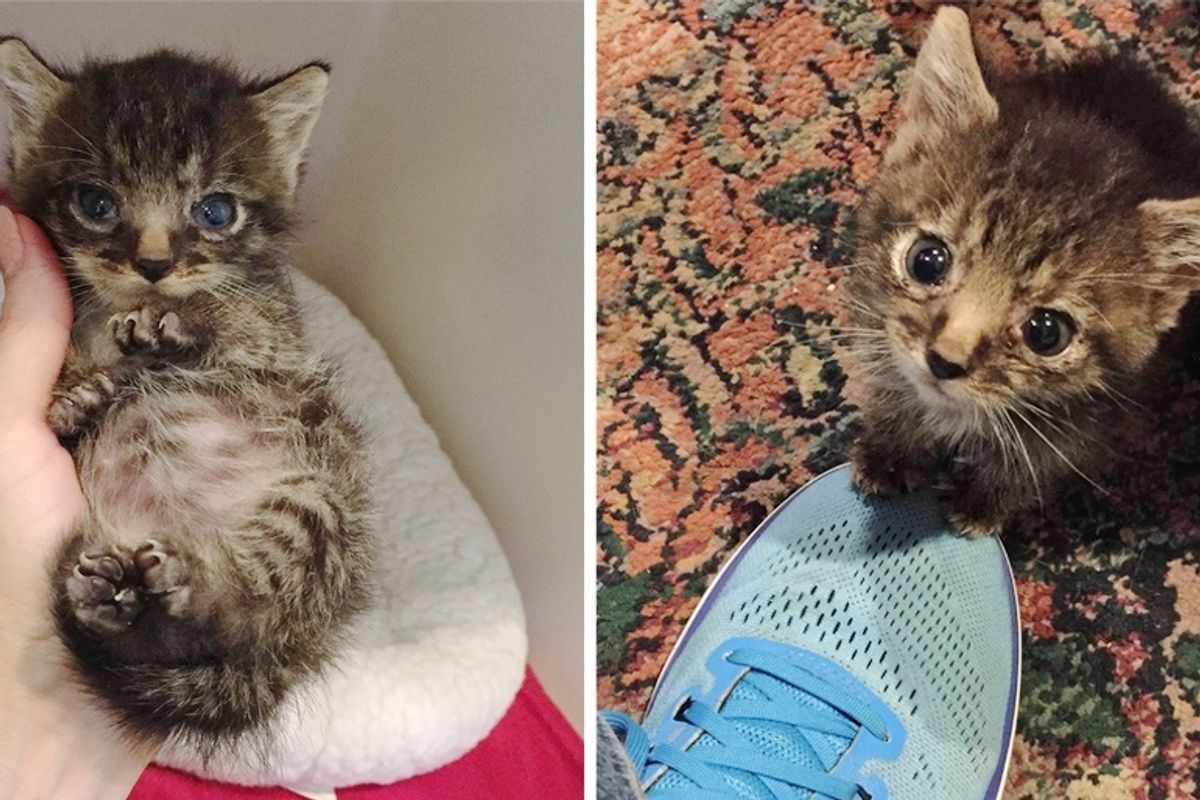 Rescuers Found Litter of Kittens — One Of Them is Pint-sized and So Happy to be Helped