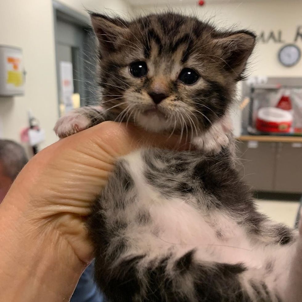 Rescued Kitten Won't Stop Crying Until Grandpa Cat Takes Her Under His ...