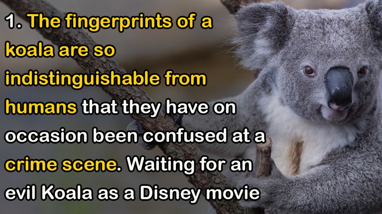 People Share The Best Animal Facts They Know