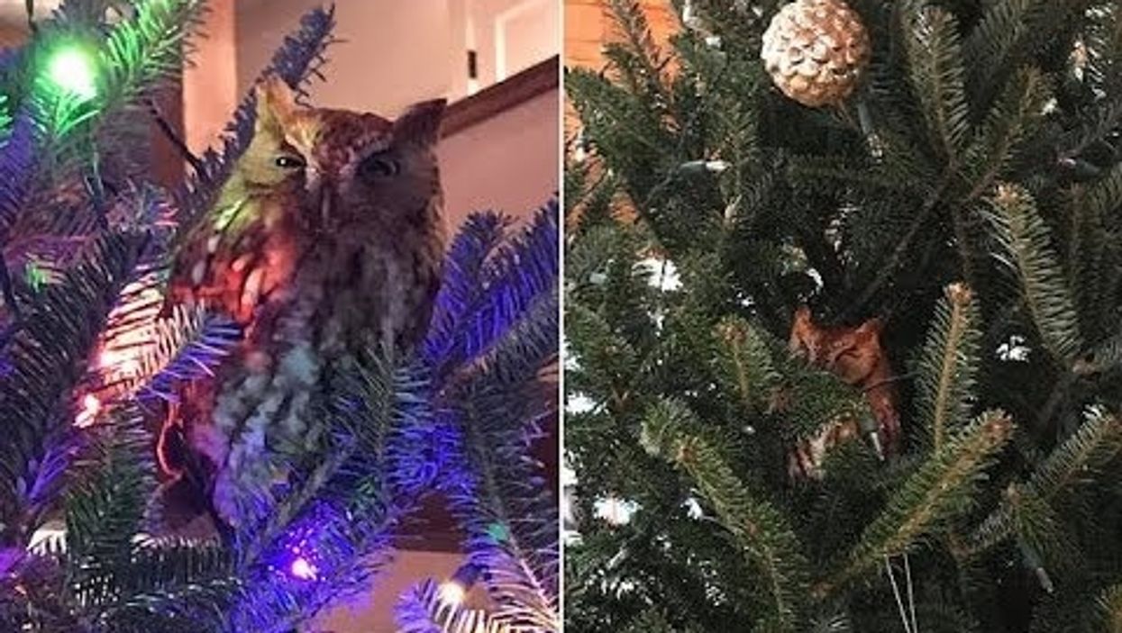 This Georgia family found an owl hiding in their Christmas tree