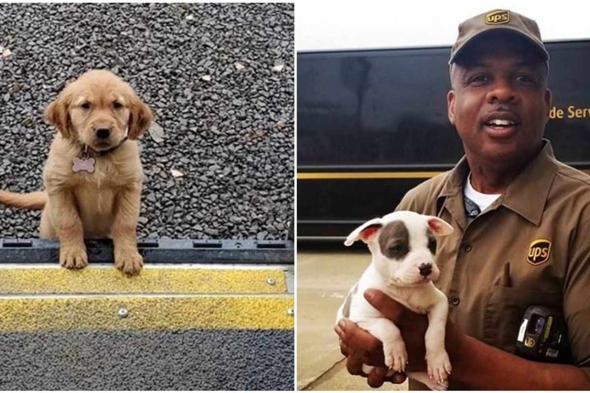 UPS drivers have an Instagram page about dogs they meet on their routes and it's pure joy