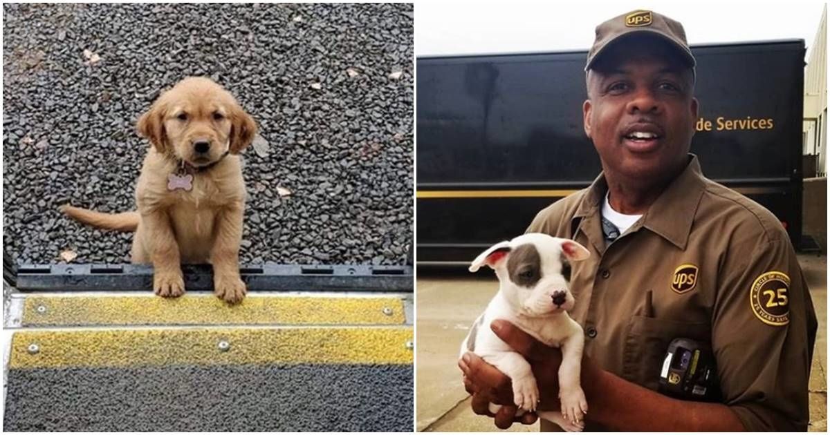 UPS drivers have an Instagram page about dogs they meet on their routes and it's pure joy