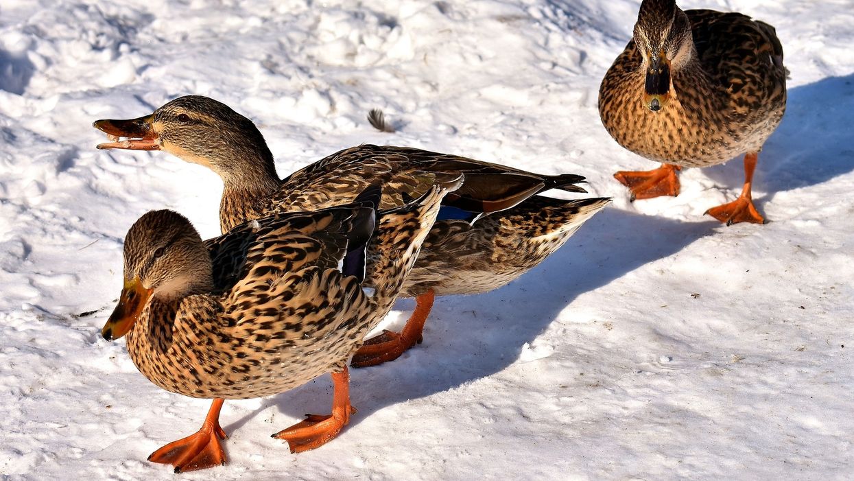 Kansas ducks give snow a big 'nope,' earn their honorary Southern card