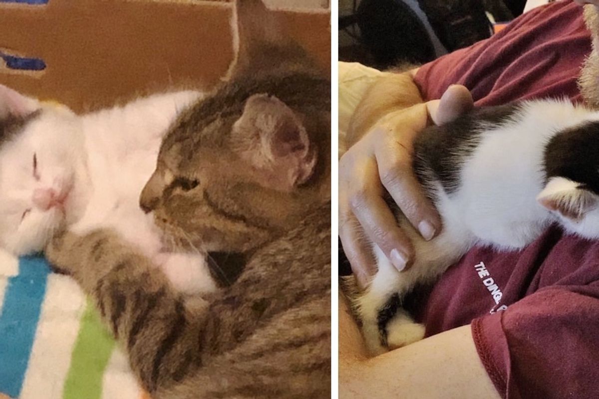 Family Rescues Stray Cat and Helps Her Kitten Who Has a Bent Leg