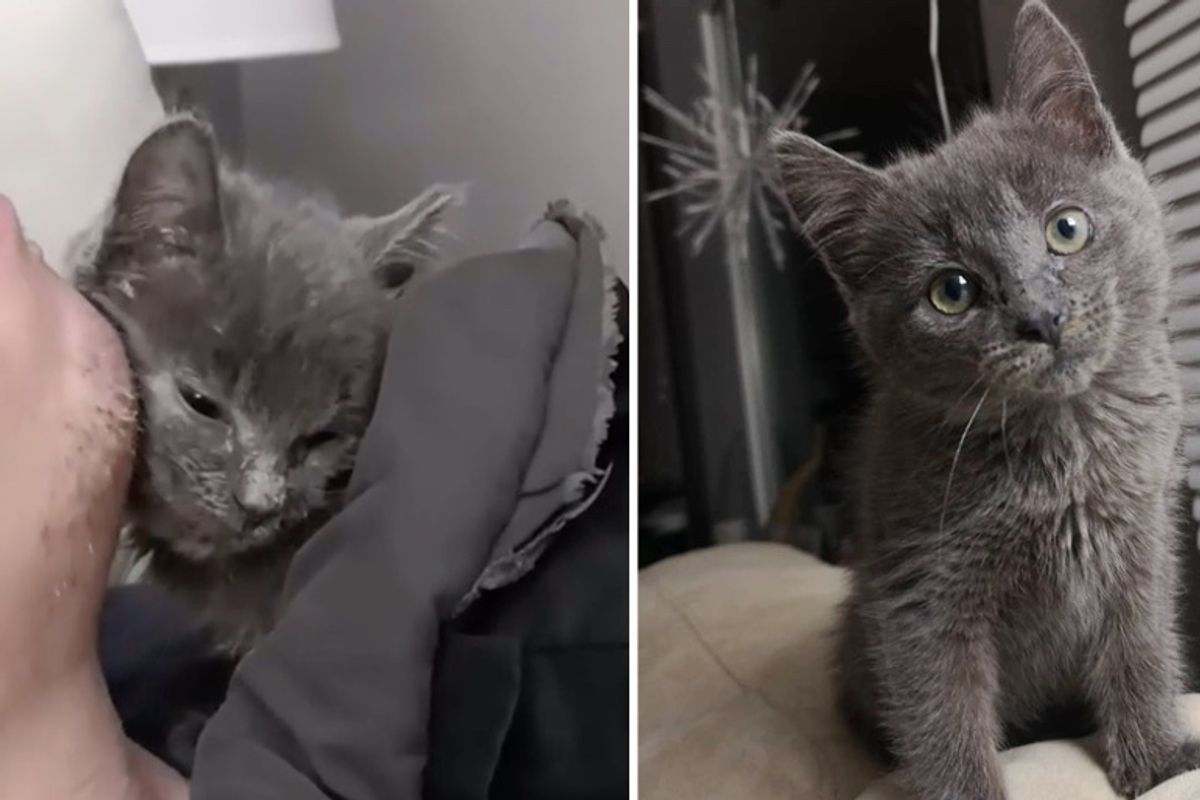 Kitten Insists on Cuddling with Rescuers Until She's Back on Her Paws